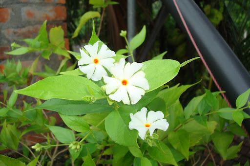 Shiuli Flower