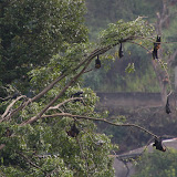 Fruit bats hanging out.