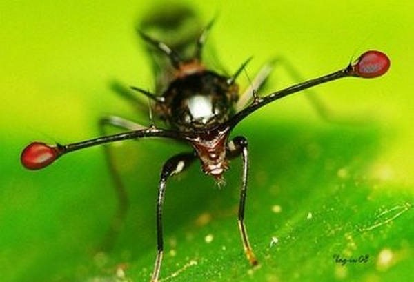 6- Olhos 6- Olhos