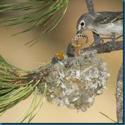 feed baby birds feed baby birds