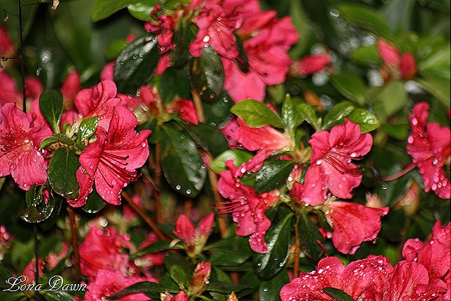 [Azalea_Red%255B8%255D.jpg]