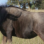 wildebeest.jpg