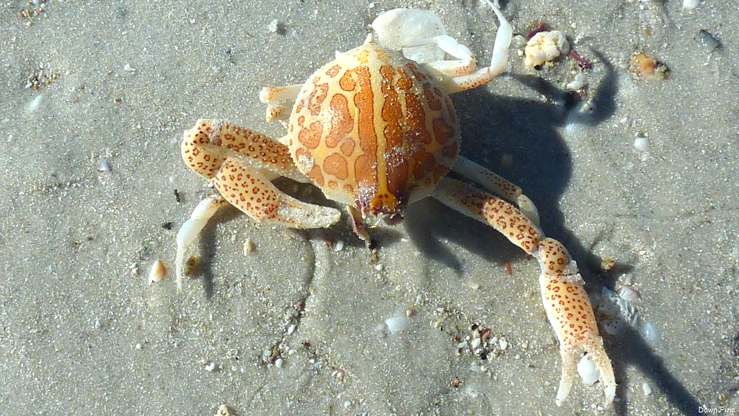 [Sanibel%2520Shell%2520and%2520birds_113%255B3%255D.jpg]