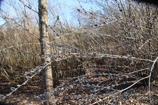 Franny, here's another variety called Salix discolor.  This is also known as true pussy willow and it's the variety that most people are familiar with.