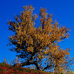 DSC_0052.JPG