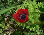17_Aprile_09_1.jpg
