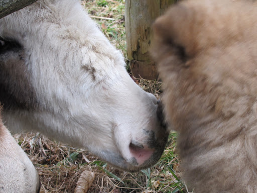 You're right, Billie, I think we are going to be great pals and I won't forget about those apples and carrots.