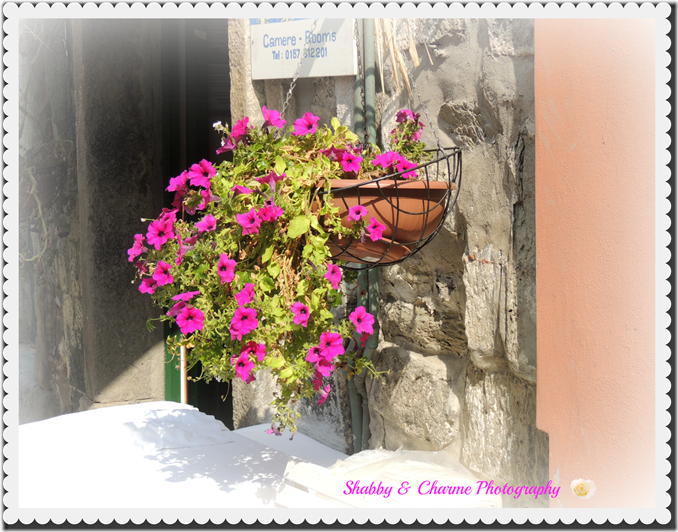 fiorivernazza4 fiorivernazza4