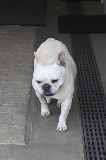 With five horses and three miniature donkeys, such quiet in the stable is hard to come by!  I'm going to put on my detective cap and get to the bottom of this!