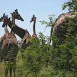 IMG_4546.JPG
