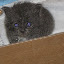 Renesme at 4 weeks old... Renesme at 4 weeks old...