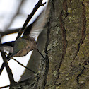 Anna's hummingbird