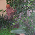 Detall del jardí de la casa de Joan Margarit
