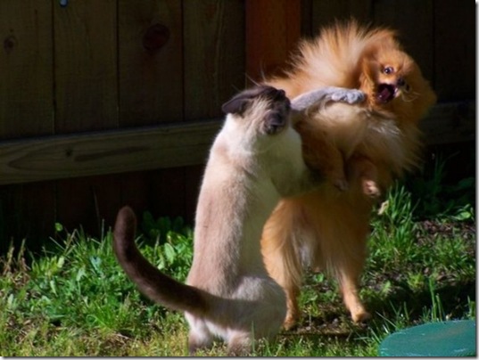 viral-picdump-pics-99a1b1