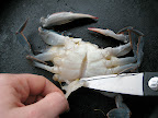 Flip the crab onto it's back, pull the apron away from it's body and remove it with kitchen shears. This piece will look different depending upon whether the crab is male or female. This crab is a male, his apron looks similar to the Washington Monument. The apron on a female crab will look similar to the dome on the Capitol Building.