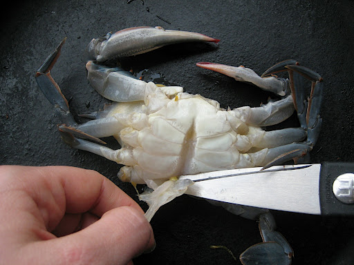 Flip the crab onto it's back, pull the apron away from it's body and remove it with kitchen shears. This piece will look different depending upon whether the crab is male or female. This crab is a male, his apron looks similar to the Washington Monument. The apron on a female crab will look similar to the dome on the Capitol Building.