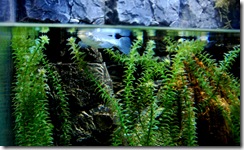 aquarium6
