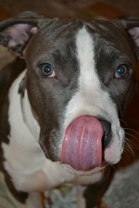 Cute_Dogs_With_Tongues_Out_03
