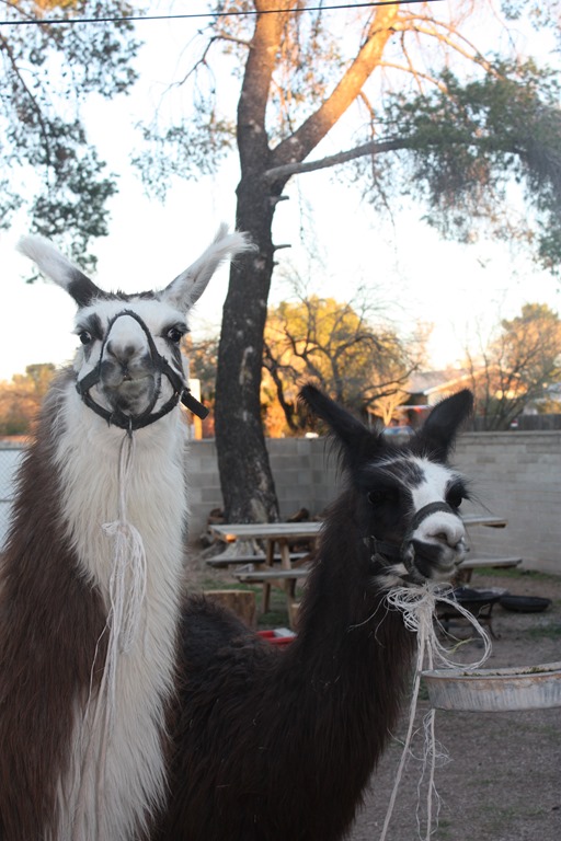 [llama%2520123%255B3%255D.jpg]