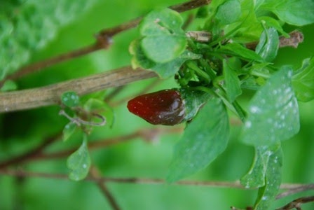 [DSC_0170%255B5%255D.jpg]