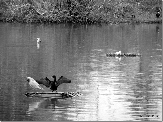 Binford Reservoir.  Gresham, Oregon.  February 12, 2012.  Photo of the Day by A. F. Litt:  September 24, 2012.