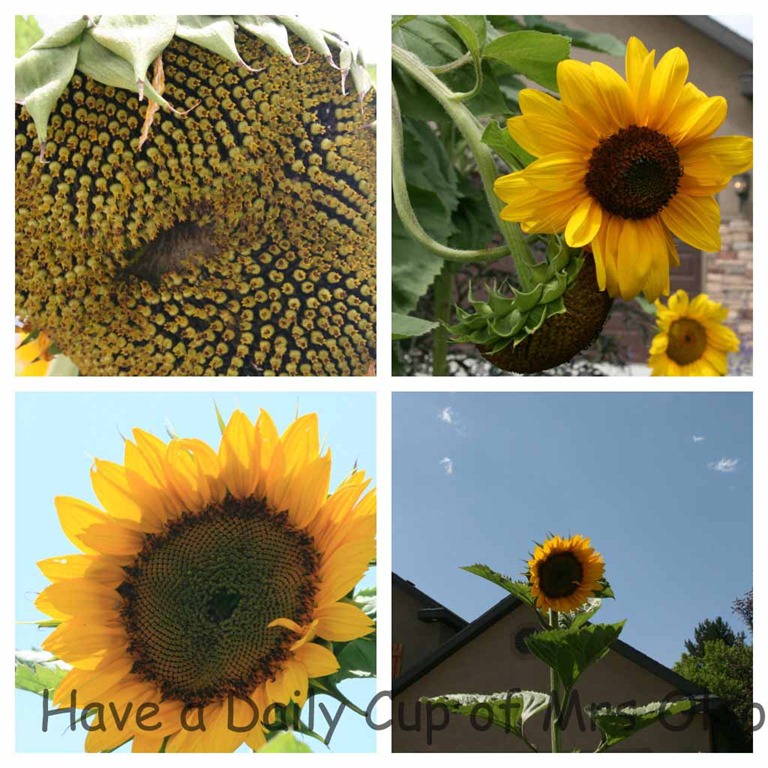 [Sunflowers%255B6%255D.jpg]