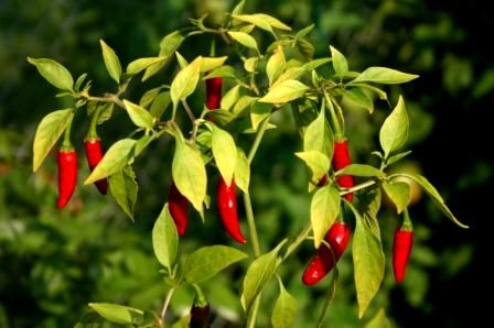 Piri Piri Pepper