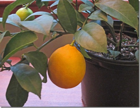 A ripe Meyer lemon