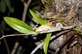 Dragon lizard at Had Yao