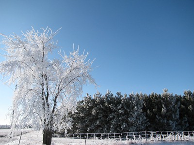 Frosty tree Frosty tree