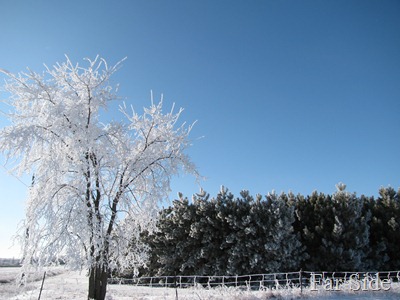 Frosty tree