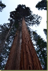 MG Tall Redwood
