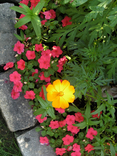 A pretty combination: cerise impatiens with orange Cosmos sulphureus. A pretty combination: cerise impatiens with orange Cosmos sulphureus.