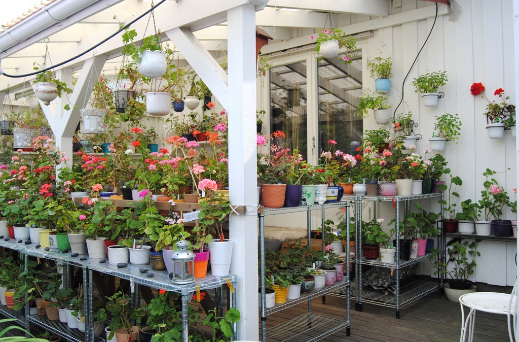 [Pelargoner%2520p%25C3%25A5%2520veranda%2520ute%2520019%255B4%255D.jpg]