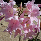 Belladonna Lily