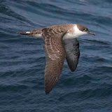 Great shearwater