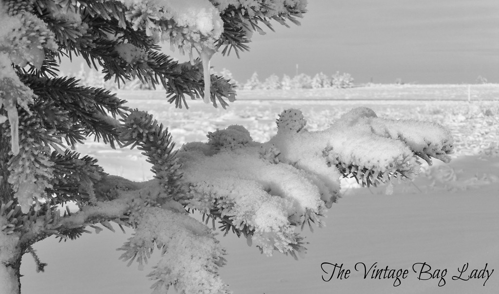 [Christmas-Day-0285.jpg]