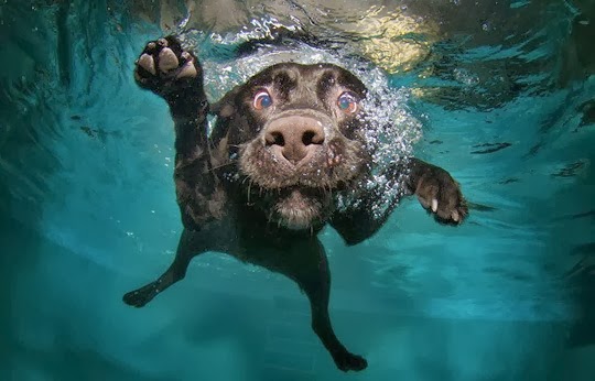 [dogs-swimming-pool-1%255B9%255D.jpg]