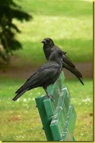 crow crow