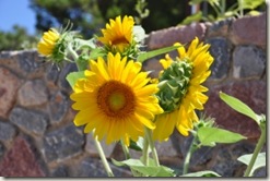 1363700_sunflower