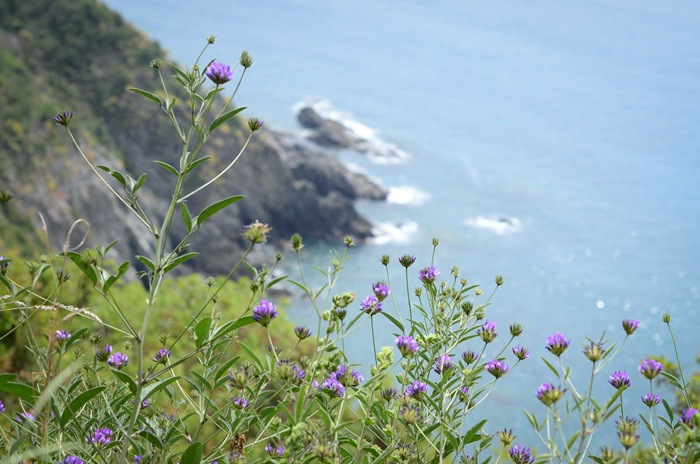 [cornigliawalkflowers2.jpg]