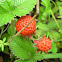 straberry