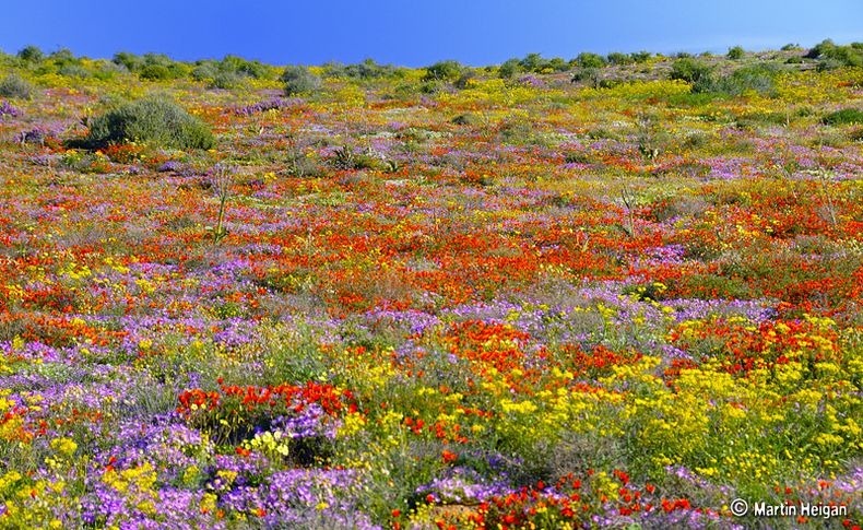 Namaqualand-flores-6 Namaqualand-flores-6
