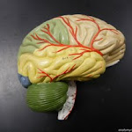 brain_model.JPG