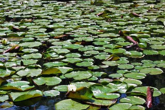 [LilyPads%2520%25281%2520of%25201%2529%255B4%255D.jpg]