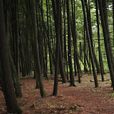 Ushers Road State Forest - IMG_4367.1.JPG