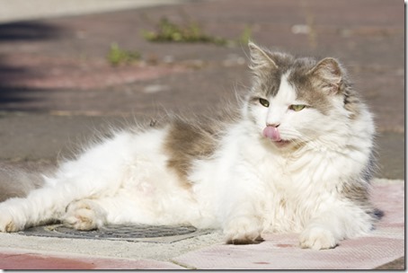 fluffy grey and white domestic cat