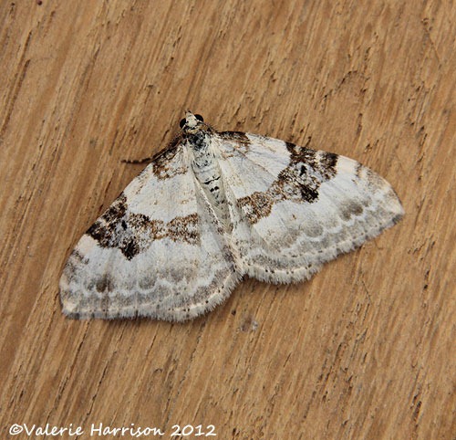 [Silver-Ground-Carpet%2520%25282%2529%255B2%255D.jpg]