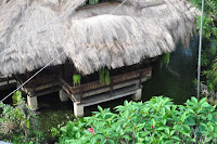 pinoyecofarm penalosa farms_0005.JPG