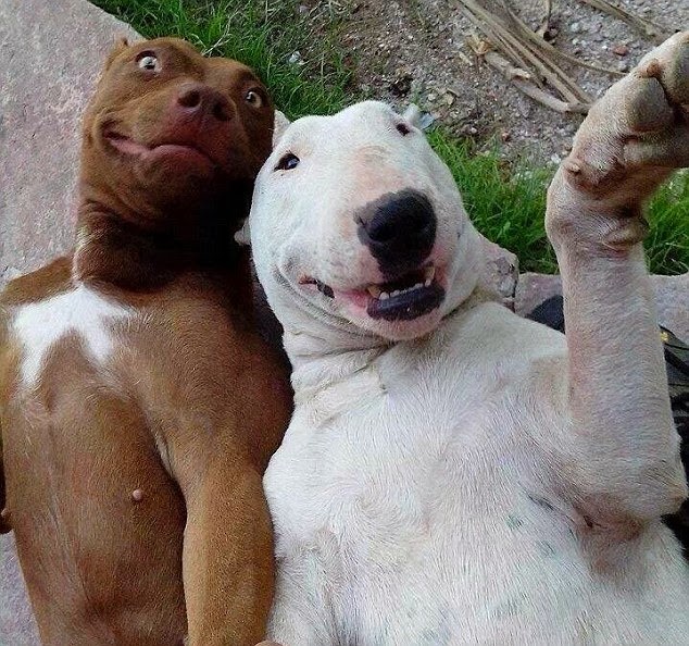 [selfie-cachorros-2%255B14%255D.jpg]